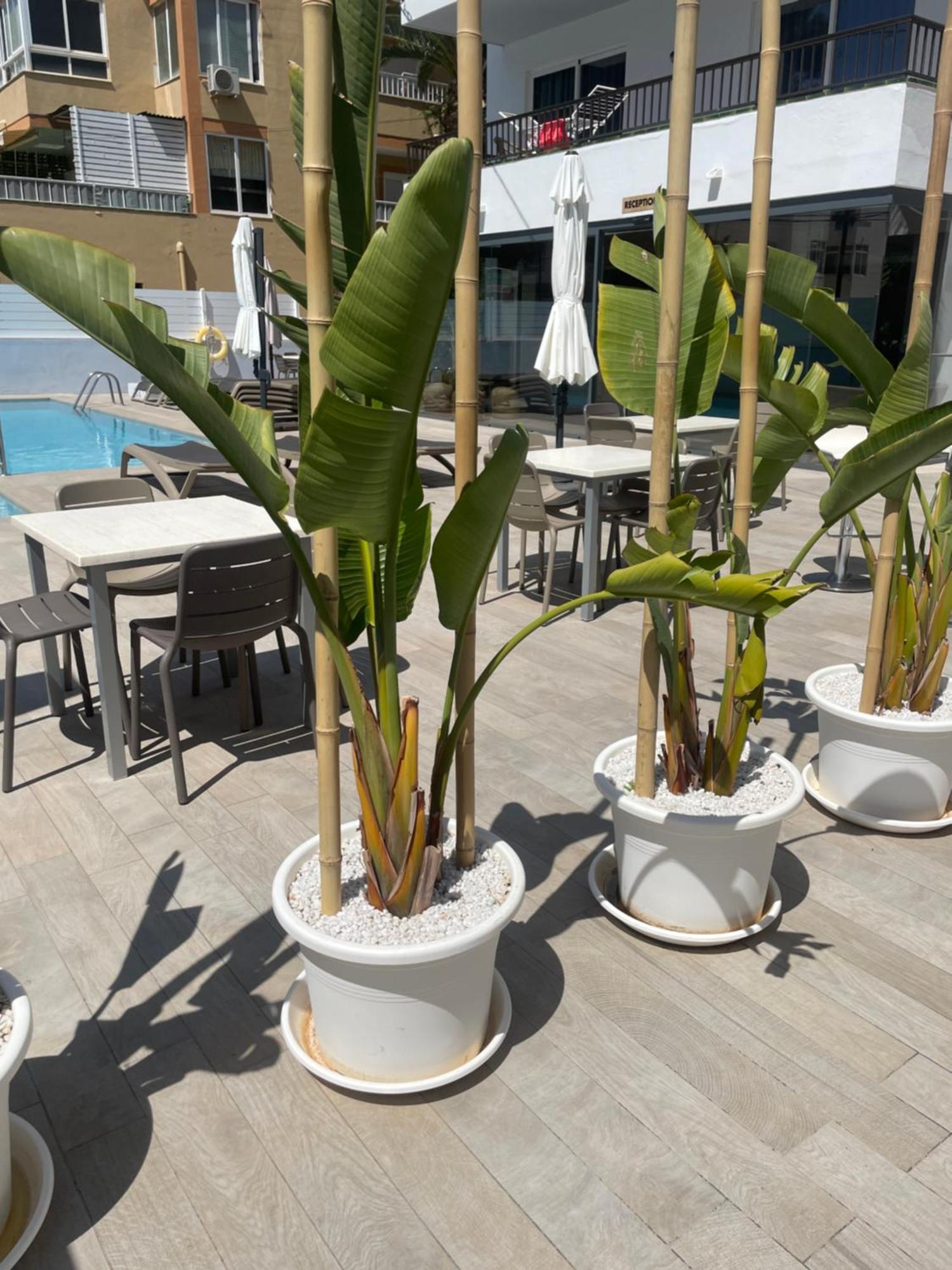 Apartamentos Vistamar II Playa d'en Bossa Exterior photo